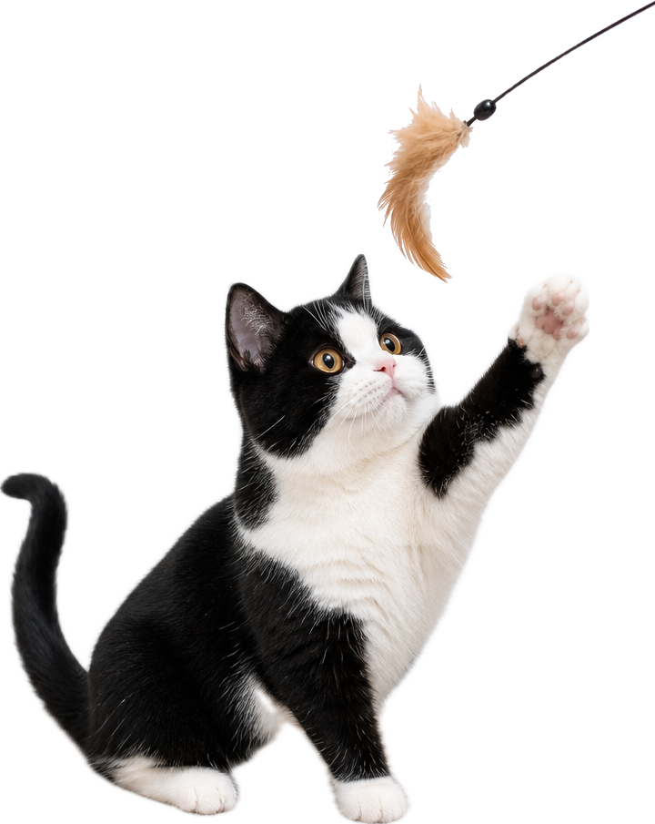 President Bibi leaping at a cat teaser