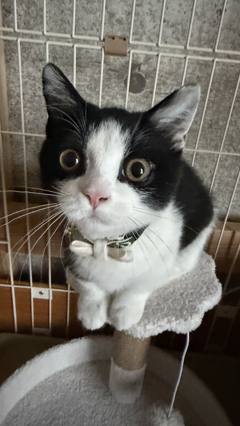 キャットタワーの上からこちらを見上げるビビ社長